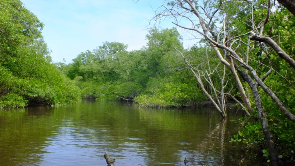 Envolvimento de comunidades locais viabiliza restauração de manguezais em SC, destaca&nbsp;livro