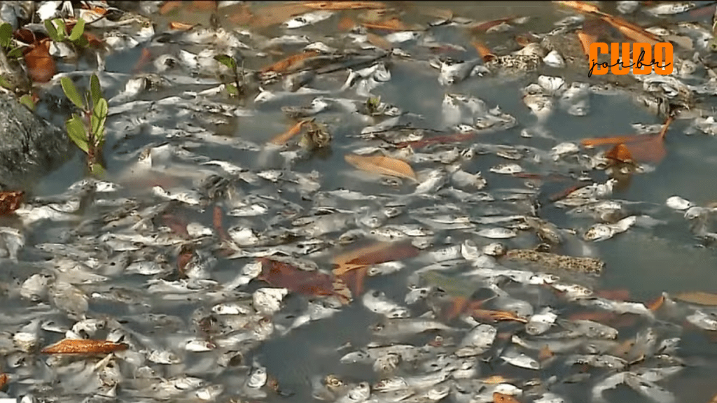Mortandade de sardinhas preocupa em Raposa e aponta impactos das mudanças&nbsp;climáticas
