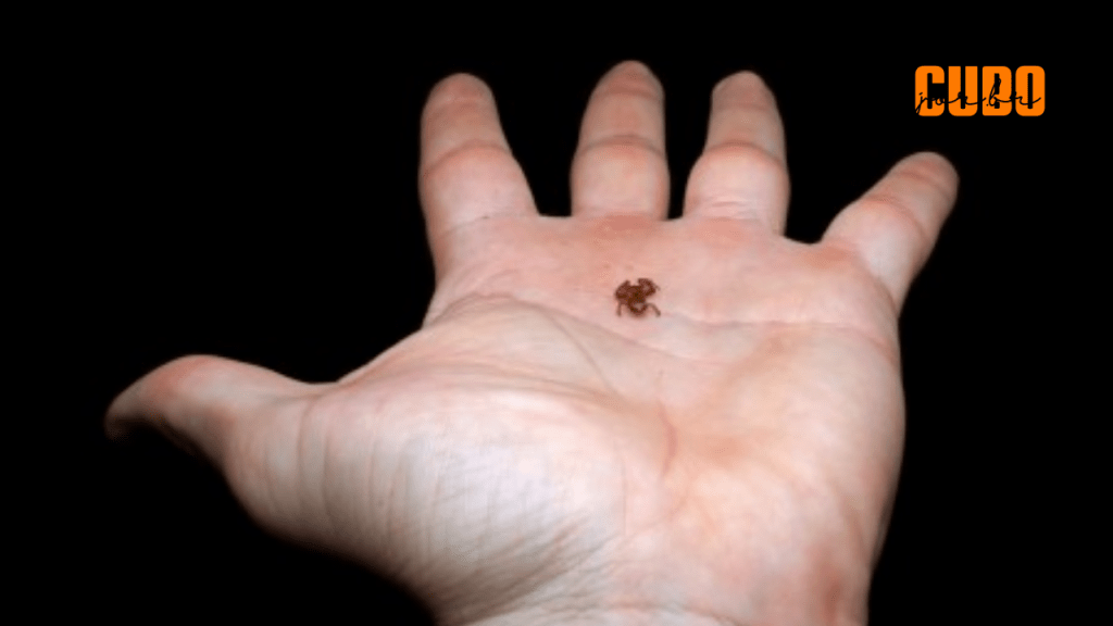 Sapinho da Mata Atlântica com menos de 7 milímetros é o segundo menor vertebrado já descrito no&nbsp;mundo