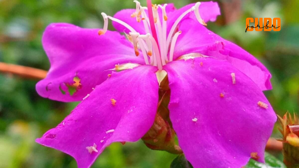 Estudo verifica pela primeira vez cinco espécies de plantas parentes das quaresmeiras no Parque Estadual do Utinga&nbsp;(PA)