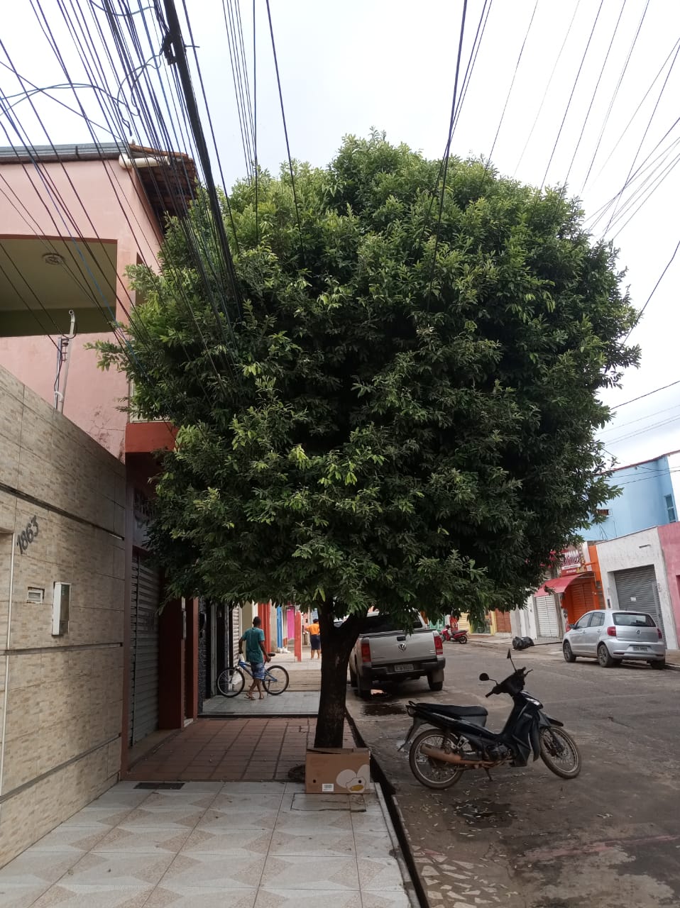 Equatorial Maranhão alerta sobre a importância da poda regular de árvores para manter a segurança da rede&nbsp;elétrica