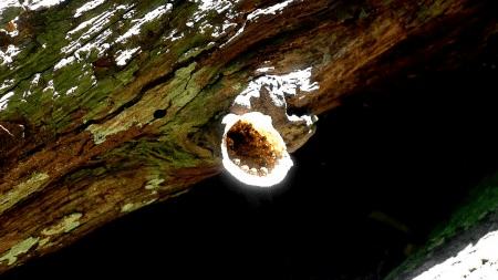 Extrato de própolis mostra ação antiviral contra zika, chikungunya e&nbsp;mayaro