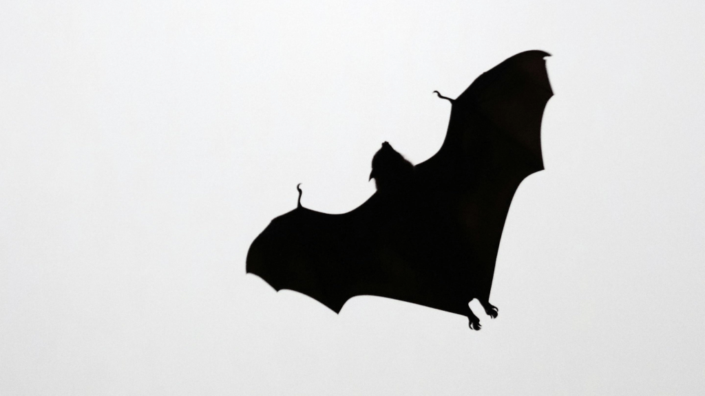 Estudo detecta novo tipo de hantavírus em morcegos em reserva ecológica na&nbsp;Paraíba