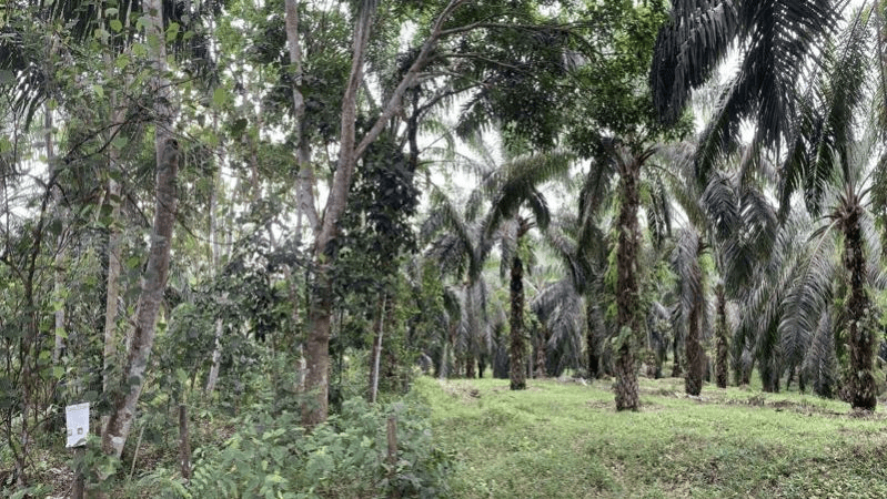 ‘Ilhas de floresta’ permitem recuperar a biodiversidade em monoculturas, aponta estudo na&nbsp;Science