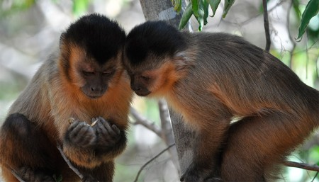 Laços sociais são fundamentais para macacos-prego aprenderem novas habilidades, aponta estudo