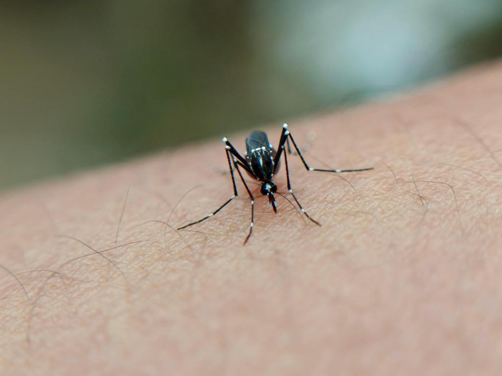 5 dicas para proteção e combate ao mosquito Aedes&nbsp;aegypti