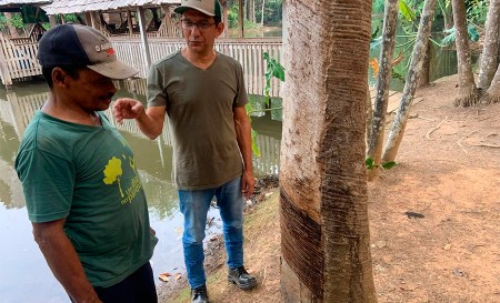 Cadeia da castanha no Acre não remunera serviço socioambiental, ao contrário da&nbsp;borracha