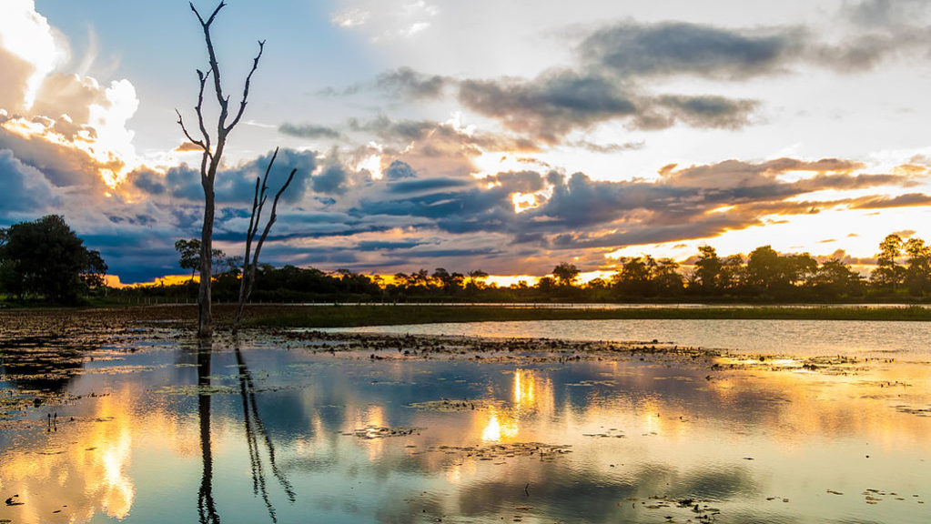 Com 99% do Pantanal suscetível a perder espécies de anfíbios, são necessárias mais áreas de&nbsp;proteção