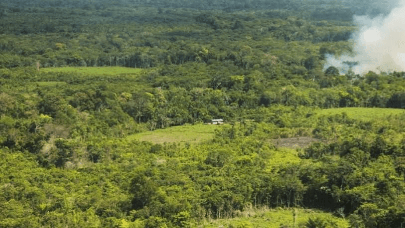 Novos indicadores para monitorar a regeneração natural viabilizam a recuperação das florestas na&nbsp;Amazônia