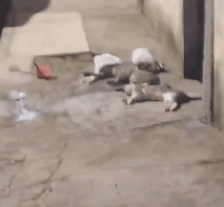 Suspeita de envenenamento de gatos é presa no bairro Divinéia, em São&nbsp;Luís