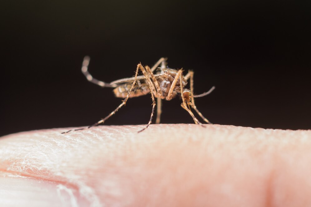 Por que é tão difícil combater o mosquito da dengue no Brasil?  