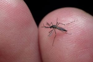 5 dicas para proteção e combate ao mosquito Aedes&nbsp;aegypti