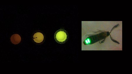 Luz de vagalume dá origem a sensor que detecta alterações celulares