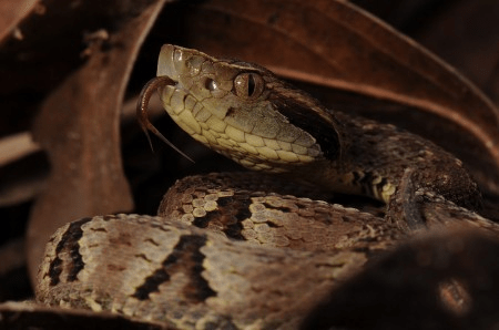 Em estudo pré-clínico, novo soro antiveneno de jararaca foi três vezes mais eficiente do que o&nbsp;padrão
