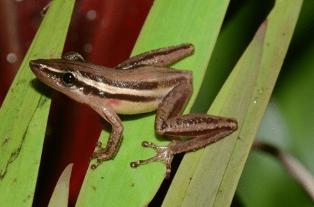 Até 2100, mais de 80% das espécies de anfíbios do Pantanal e entorno perderão áreas&nbsp;adequadas