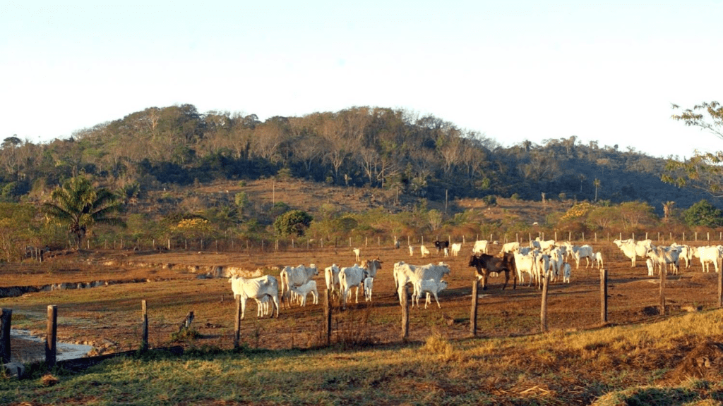 Fim do desmatamento e rastreabilidade da carne bovina são cruciais para Brasil reduzir emissões na&nbsp;pecuária