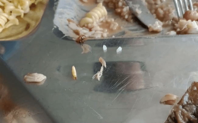 Estudantes da UFMA denunciam presença de larvas em refeição servida no Restaurante&nbsp;Universitário