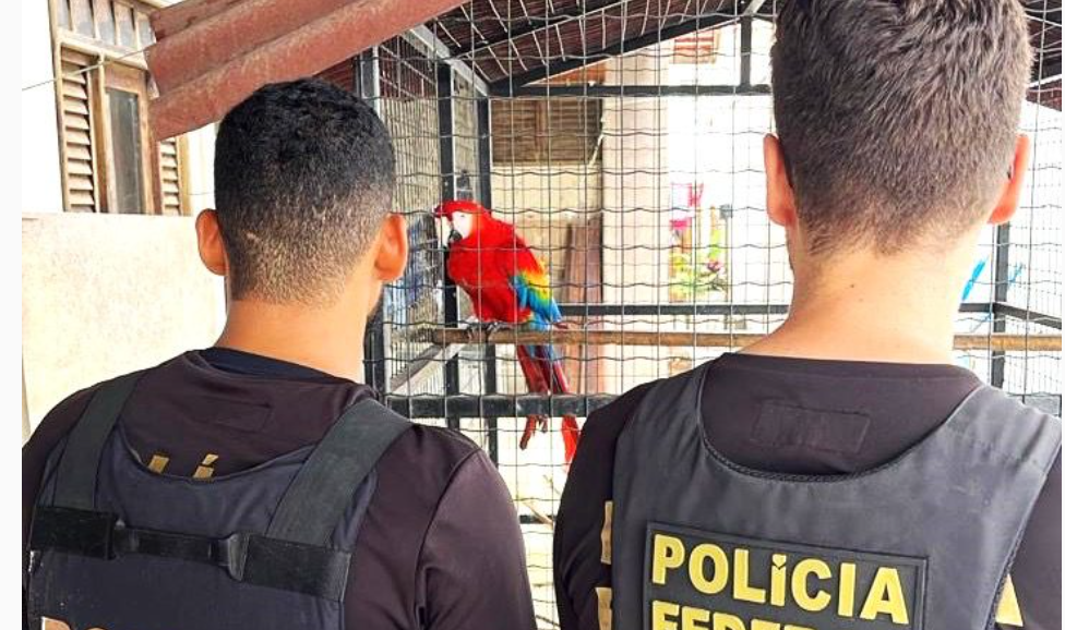 Operação Pátio Subdolus desarticula esquema ilegal de comércio de produtos florestais no&nbsp;Maranhão