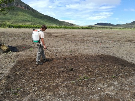 Solo mais ácido diminui capim invasor e ajuda a restaurar vegetação nativa do Cerrado, aponta estudo