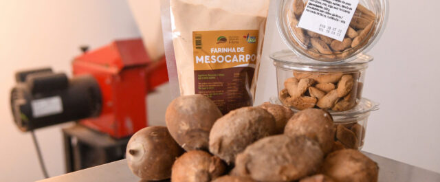 FARINHA DE BABAÇU: das palmeiras de babaçu, nasce um super alimento vegano 