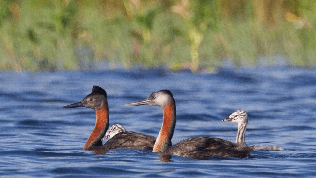 Estudo mapeia 261 espécies de aves em parque na região da represa Guarapiranga, em São&nbsp;Paulo