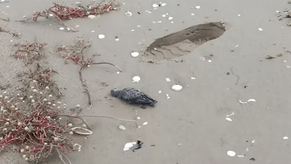 Morte de aves marinhas em Tutóia intriga especialistas; Febre do Nilo e gripe aviária são&nbsp;descartadas