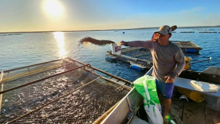 Aquicultura na Amazônia promove segurança alimentar com menos impacto do que a pecuária