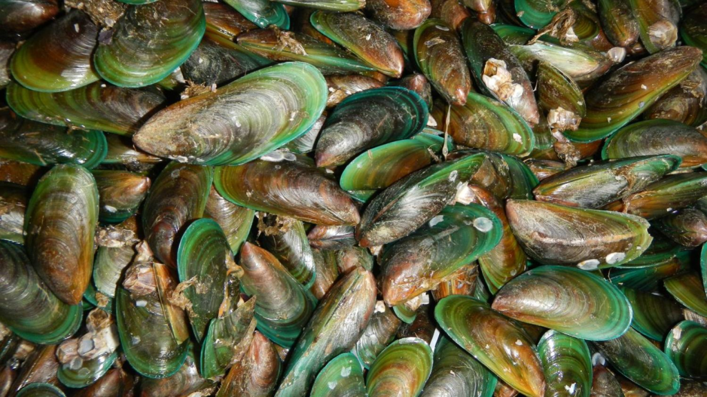 Estudo identifica 41 registros de espécie invasora de mexilhão verde no litoral&nbsp;paulista