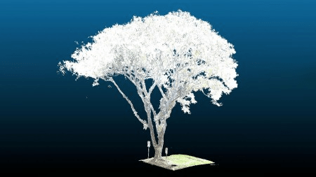 Pesquisadores criam ‘software da poda’ para reduzir risco de queda de árvores em áreas&nbsp;urbanas