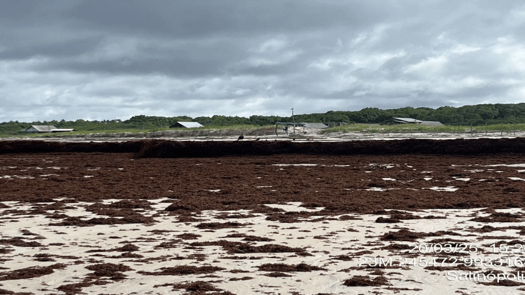 Sargaço no Brasil: invasão de algas no litoral assusta, gera prejuízo e desafia academia e&nbsp;governos