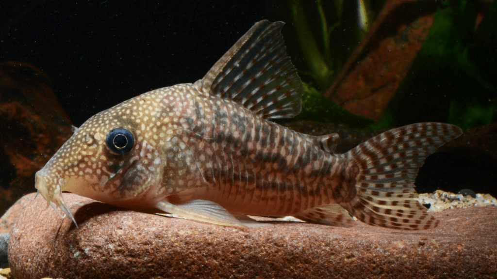 Peixes cascudinhos são descobertos por meio de financiamento coletivo e revelam segredos da evolução de&nbsp;subfamília