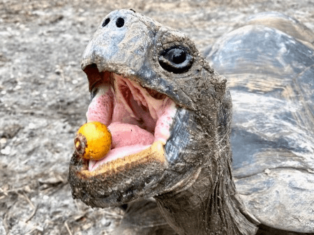 Declínio de animais dispersores de sementes dificulta combate às mudanças&nbsp;climáticas