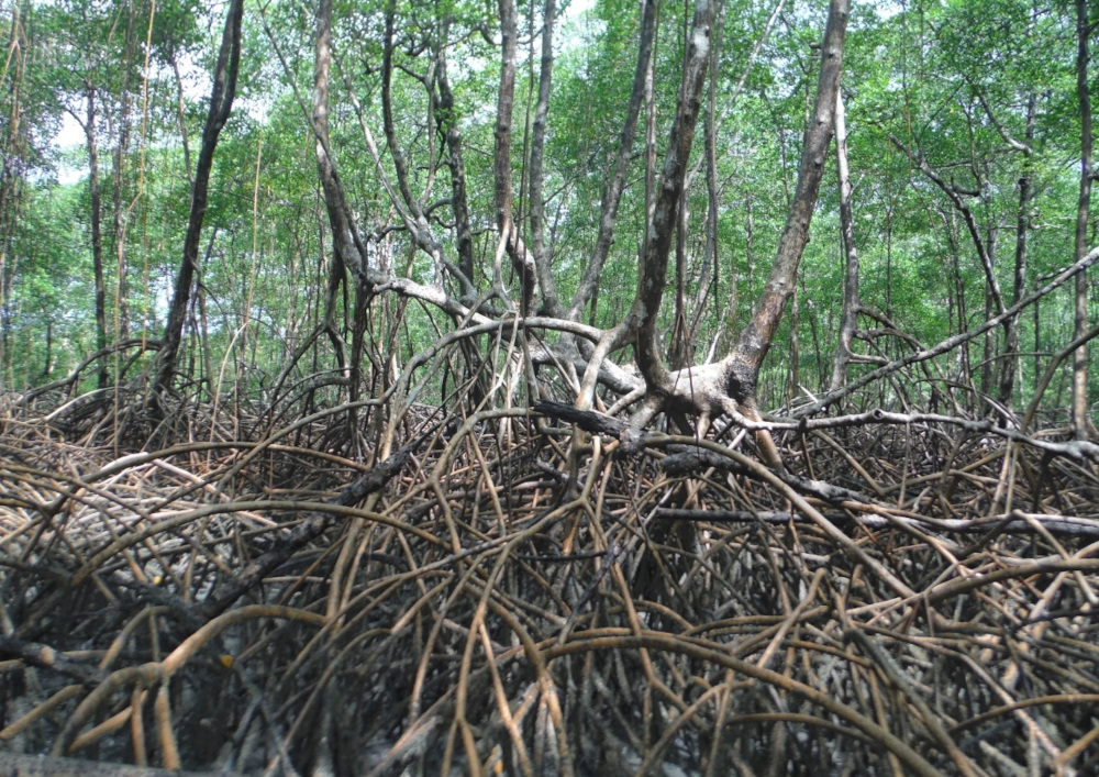 Óxidos de ferro em solos de manguezais impulsionam o sequestro de carbono