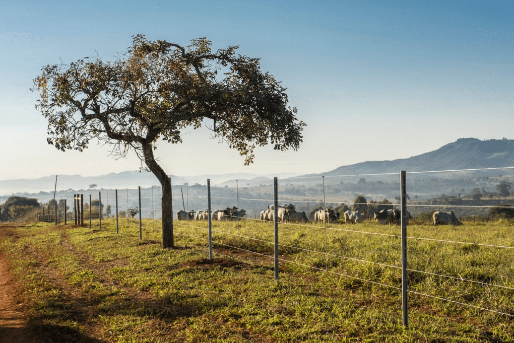 Maranhão tem se destacado na pecuária nordestina, que combina tradição com inovação para elevar&nbsp;produtividade