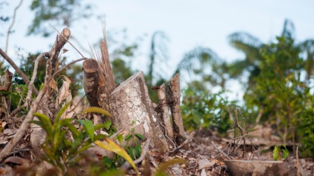 Desmatamento reduz 74% das chuvas e aumenta em 16% a temperatura na Amazônia em época de seca