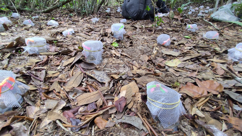 Flores também adubam: interação com folhas acelera a ciclagem de nutrientes no&nbsp;solo