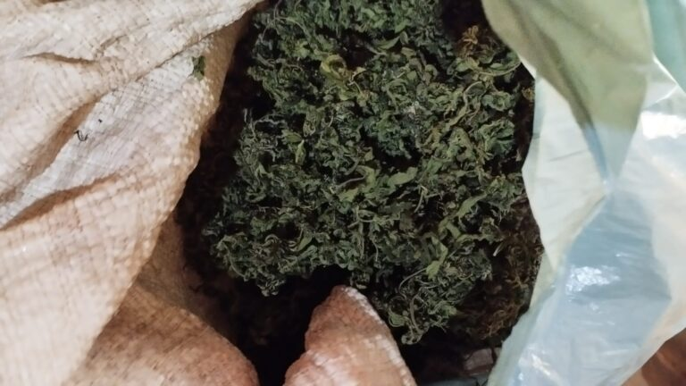 Combate ao narcotráfico no Maranhão prende nove em terra indígena