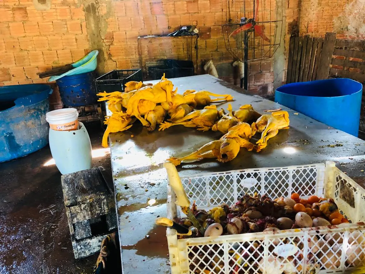 Justiça obriga Governo do Maranhão e Prefeitura de São Luís a combater abate clandestino de aves em São Luís