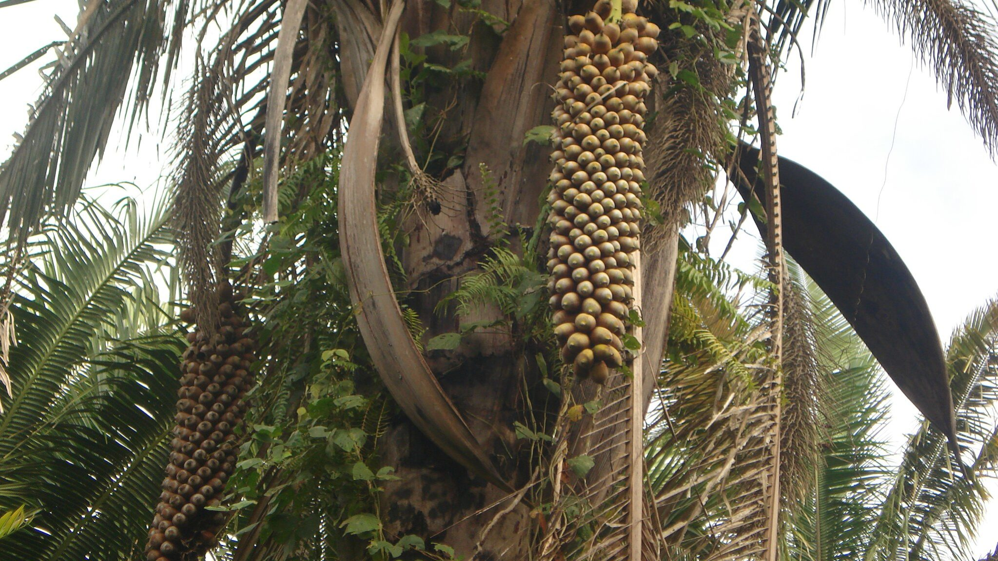 Biodiesel de babaçu polui menos que o de soja e pode gerar renda no Norte e no Nordeste