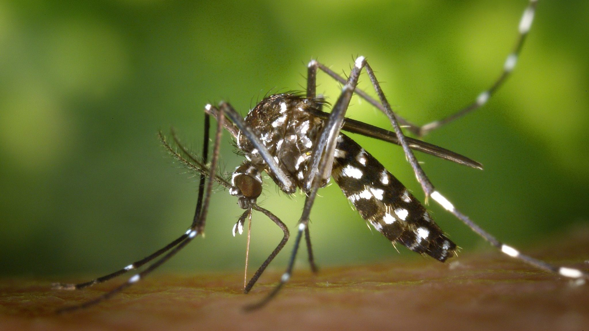 39 municípios da Bahia têm alto risco para a chikungunya, revela estudo