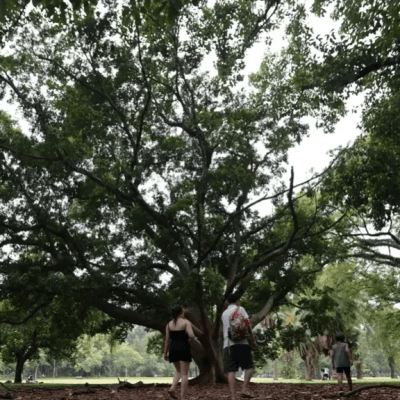 Prefeitos gastam mais com meio ambiente em anos eleitorais, mostra&nbsp;estudo