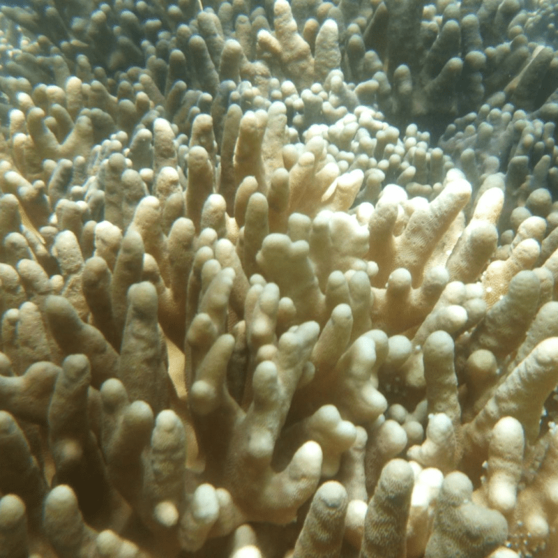 Terceiro branqueamento em massa afetou de forma moderada ou severa 80% dos corais do&nbsp;planeta