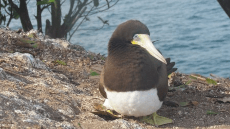 Aves marinhas ingerem quantidades consideráveis de poluentes, alguns proibidos há&nbsp;décadas