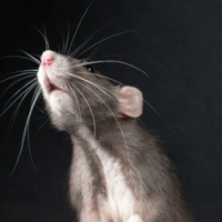 Estresse na adolescência provoca alterações cerebrais duradouras, aponta estudo com&nbsp;ratos