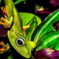 Estudo elucida condições para a riqueza de espécies de anfíbios em ilhas&nbsp;marinhas