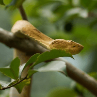 Genoma completo da jararaca-ilhoa revela como evoluíram os genes responsáveis pelas toxinas do&nbsp;veneno