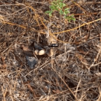 Estudo revela apagão de dados sobre dispersão de sementes por formigas na Amazônia, Pantanal e&nbsp;Pampa