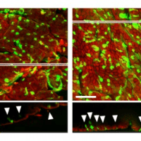 Perda de microbiota altera o perfil das células que protegem a parede do&nbsp;intestino