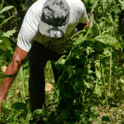 Plantas de quintal sustentam alimentação e cultura em comunidades&nbsp;quilombolas