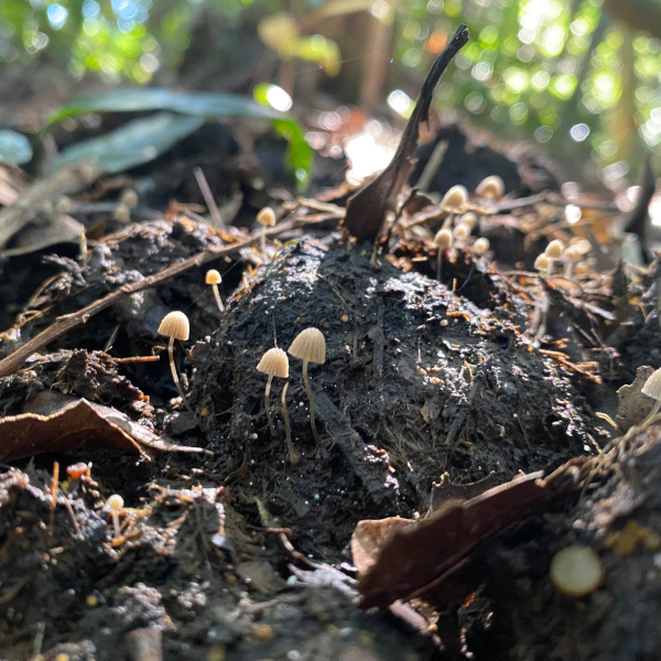 Grandes mamíferos atuam como engenheiros do solo e aumentam fertilidade da Mata Atlântica, aponta&nbsp;estudo